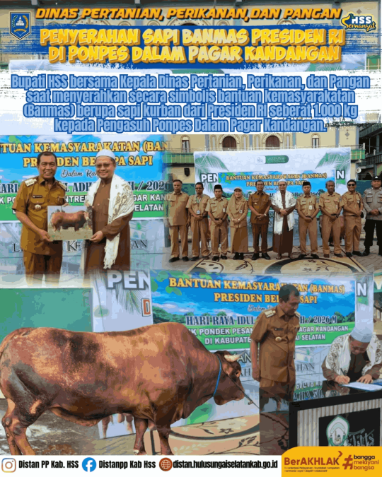 Penyerahan Sapi Banmas Presiden RI di Ponpes Dalam Pagar Kandangan