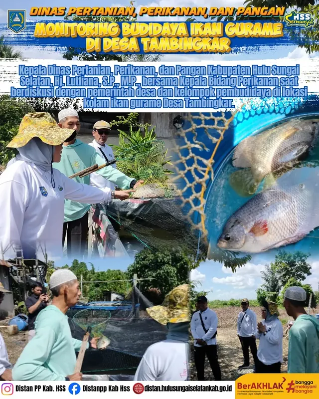 Monitoring Budidaya Ikan Gurame di Desa Tambingkar